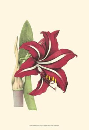 Amaryllis Blooms I art print