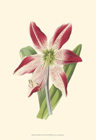 Amaryllis Blooms IV art print