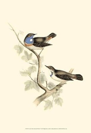 Gould&#39;s Blue-Throated Warbler by John Gould art print