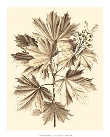 Sepia Munting Foliage V by Abraham Munting art print