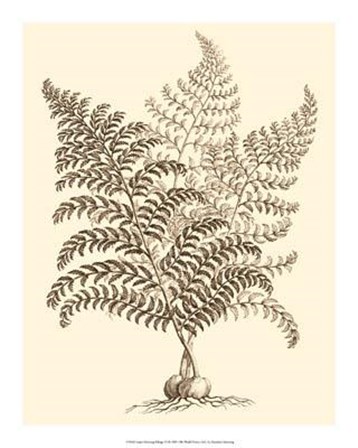 Sepia Munting Foliage VI by Abraham Munting art print