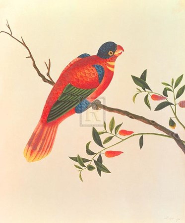 Red Parrot art print