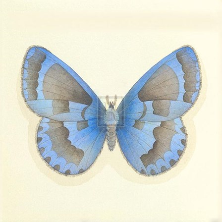 Butterfly VII by Sophie Golaz art print