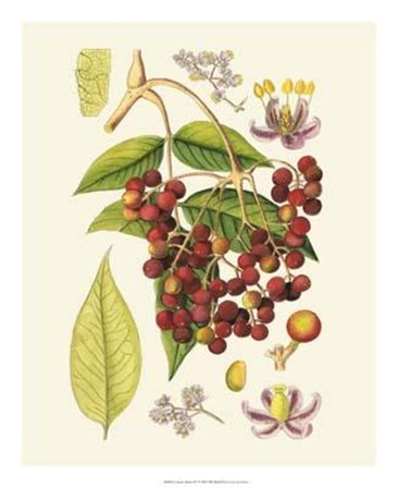 Crimson Berries IV art print