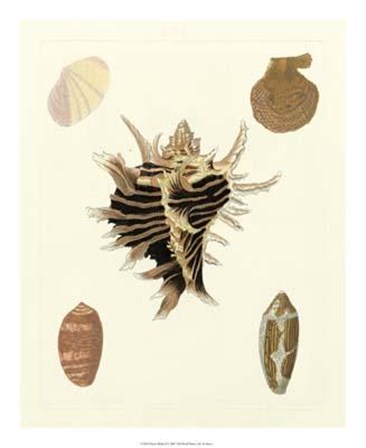 Knorr Shells II art print