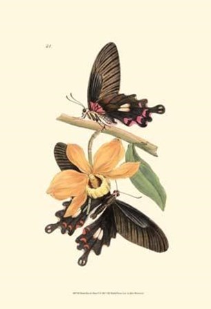 Butterflies and Flora II by John Westwood art print