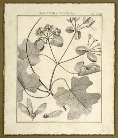 Vintage Botanical Study II by Charles Francois Sellier art print