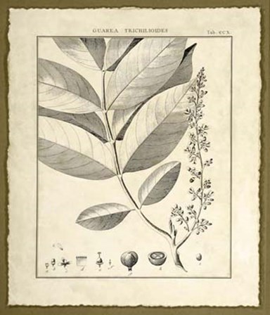 Vintage Botanical Study VI by Charles Francois Sellier art print