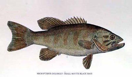 Small Mouth Bass art print