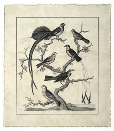 Vintage Birds on a Branch I by Sydenham Edwards art print