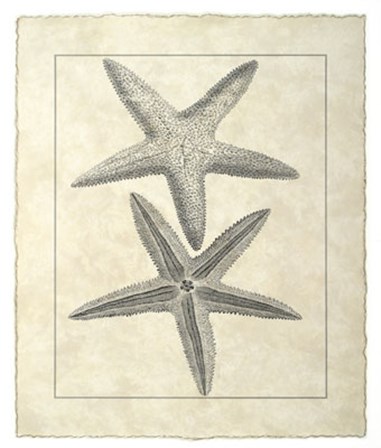 Vintage Starfish I by Vision Studio art print