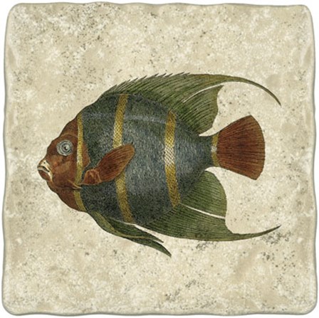 Angel Fish I by Vision Studio art print