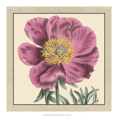 Peony Collection III by Vision Studio art print