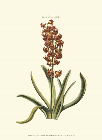 Antique Hyacinth VII by Christoph Jacob Trew art print