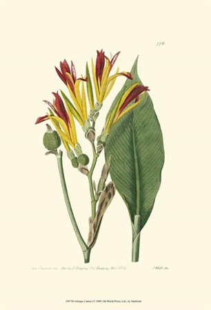 Antique Canna I by Francois Van Houtte art print