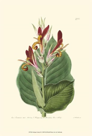 Antique Canna II by Francois Van Houtte art print