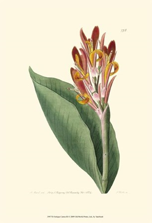 Antique Canna III by Francois Van Houtte art print