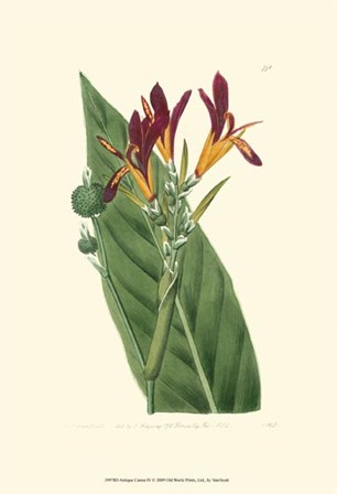 Antique Canna IV by Francois Van Houtte art print