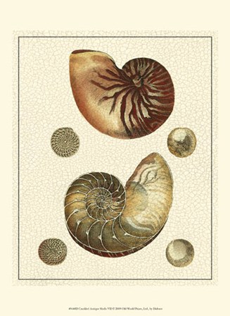 Crackled Antique Shells VII by Denis Diderot art print