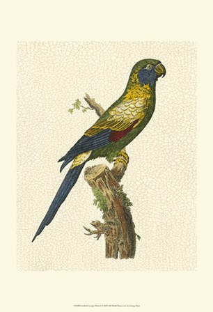 Crackled Antique Parrot I by George Shaw art print