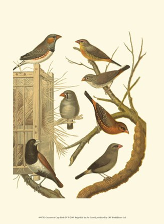 Canaries &amp; Cage Birds IV by Cassell art print