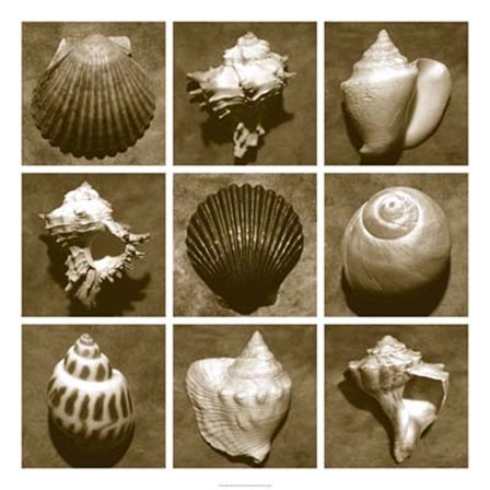 Shell Sampler by Renee Stramel art print