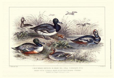 Duck Varieties by J. Stewart art print