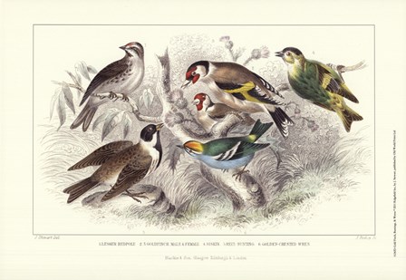 Gold Finch, Buntings, &amp; Wrens by J. Stewart art print