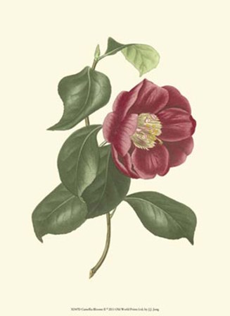 Camellia Blooms II by J. J. Jung art print