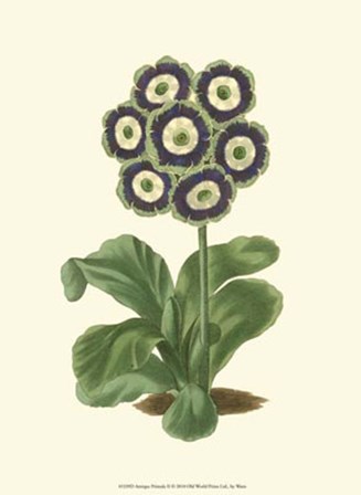 Antique Primula II by Frederick W. Watts art print