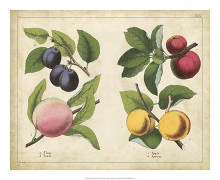 Kitchen Fruits I art print