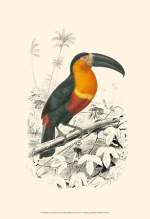 Birds of Costa Rica I by C. D&#39;orbigney art print