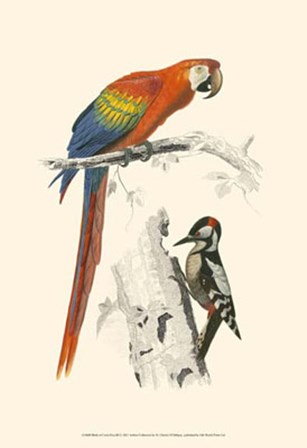 Birds of Costa Rica III by C. D&#39;orbigney art print