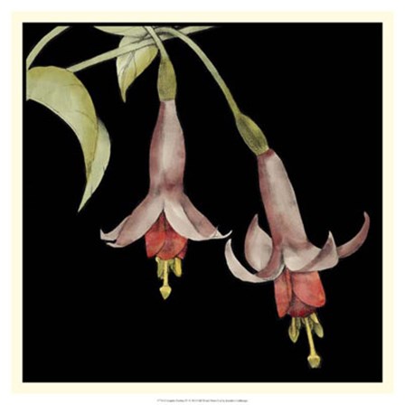 Graphic Fuchsia IV by Jennifer Goldberger art print