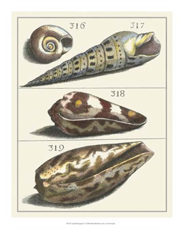 Seashell Menagerie V by Vision Studio art print