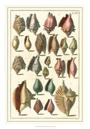 Shell Collection III by Albertus Seba art print