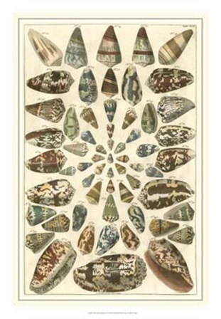 Shell Collection V by Albertus Seba art print