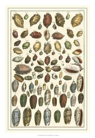 Shell Collection VI by Albertus Seba art print