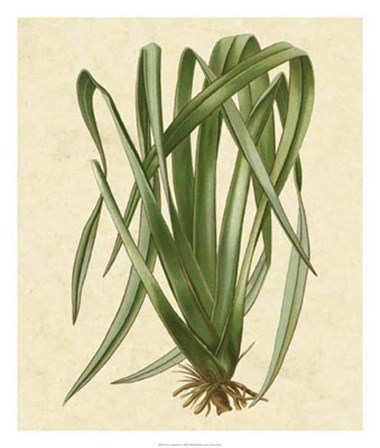 New Zealand Flax by Vision Studio art print