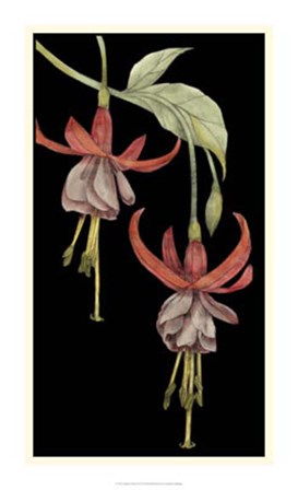 Graphic Fuchsia VI by Jennifer Goldberger art print