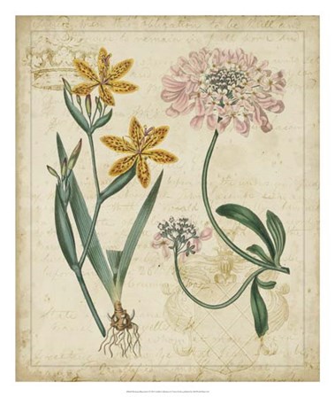 Botanical Repertoire I by Vision Studio art print