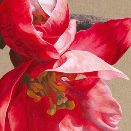 Japonica Blush III by Sarah Caswell art print