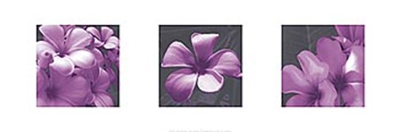 Plumeria by Tony Koukos art print