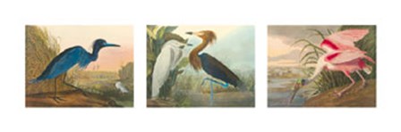 Birds of America by John James Audubon art print