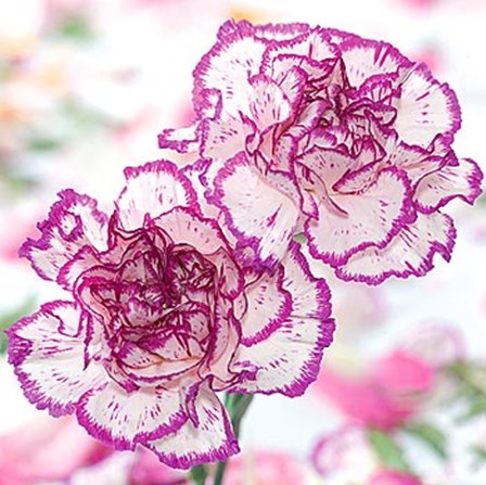 Carnation Creation II by Joseph Eta art print