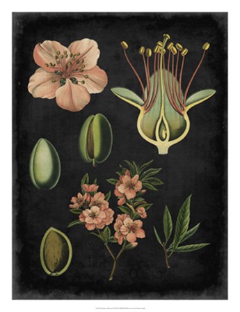 Study in Botany I by Vision Studio art print