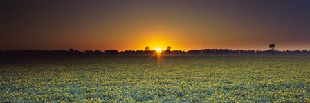 Field of Safflower at dusk, Sacramento, California, USA by Panoramic Images art print
