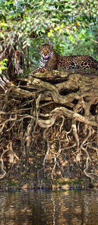 Jaguar resting at the riverside, Three Brothers River, Meeting of the Waters State Park, Pantanal Wetlands, Brazil by Panoramic Images art print