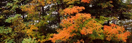 Forest, Finger Lakes, New York State, USA by Panoramic Images art print