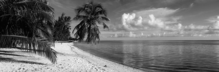 Palm trees on the beach, Matira Beach, Bora Bora, French Polynesia by Panoramic Images art print
